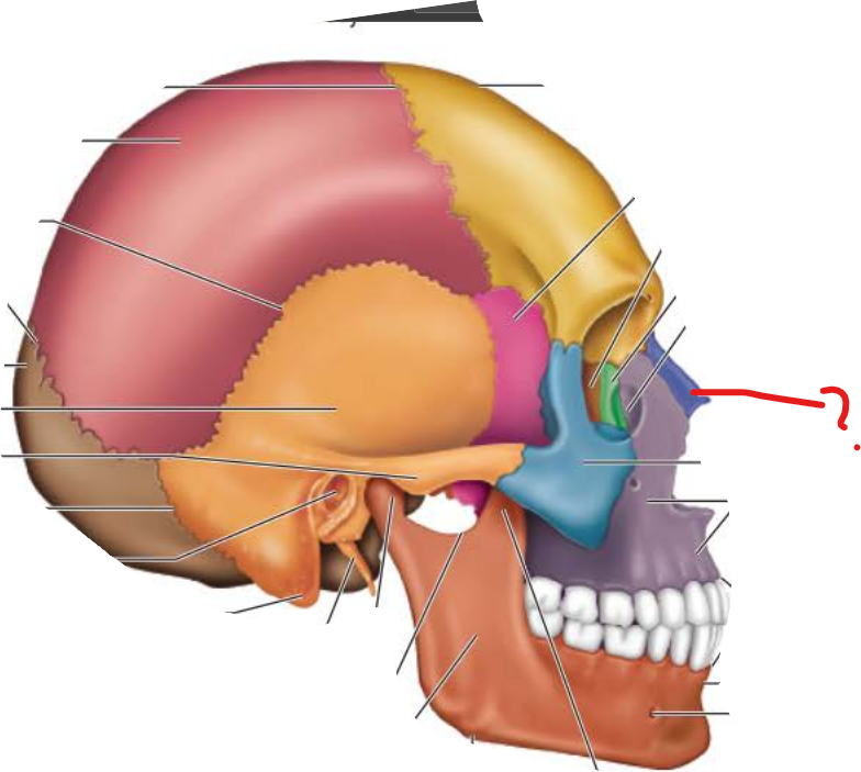 <p>Nasal Bone</p>