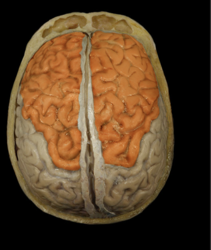 <p>Where is the Frontal Lobe located?</p>