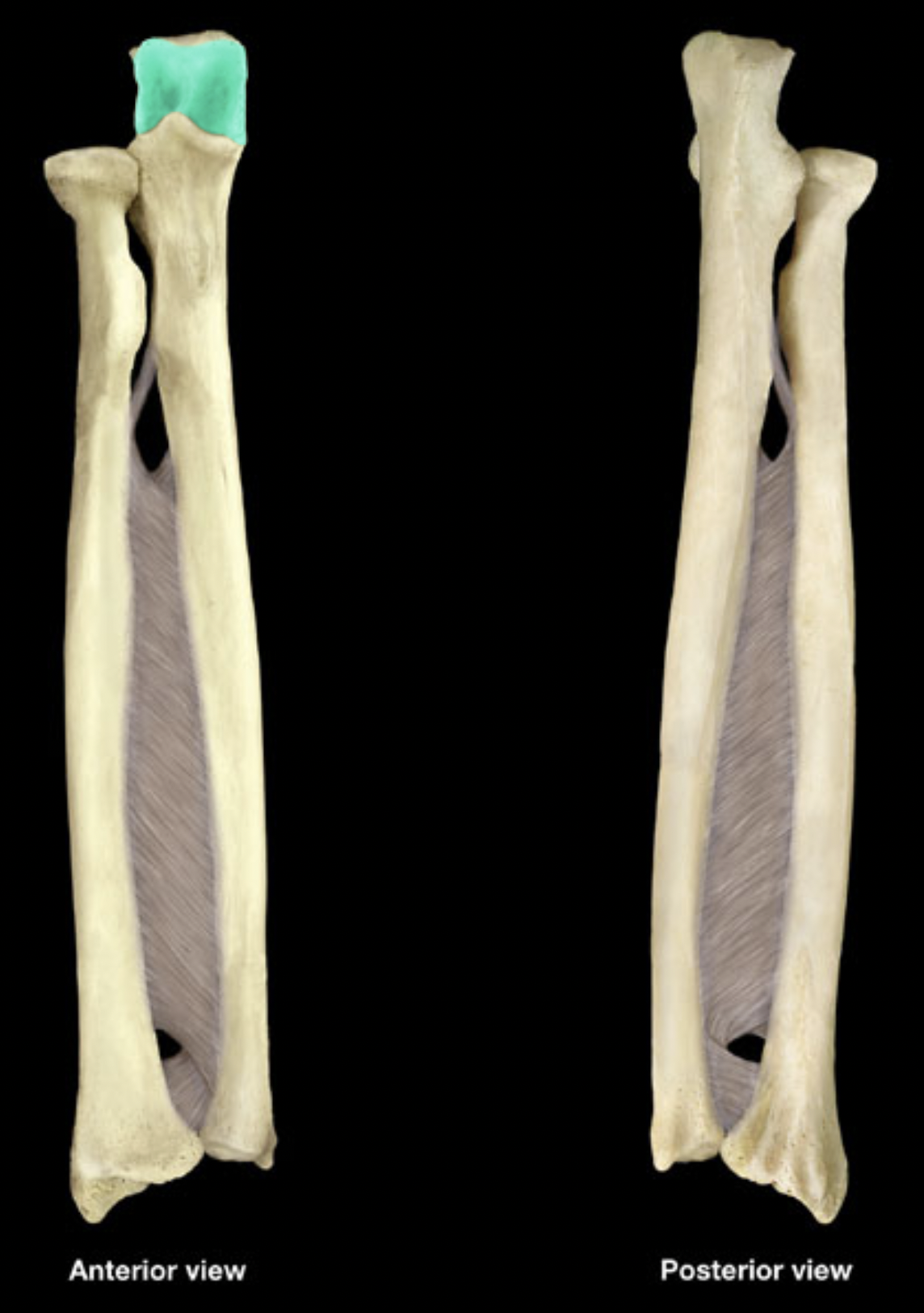 <p>Radius &amp; ulna</p>