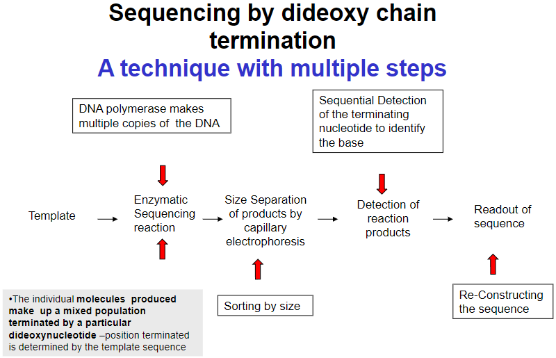 <p>DNA polymerase makes <strong>multiple copies of the DNA</strong> during the sequencing reaction.</p>