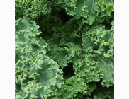 <p>kale</p>