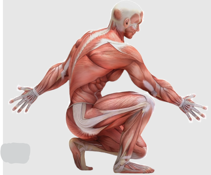 <p>Muscles</p><p>Tendons</p>