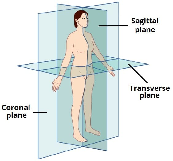 <p><u>Transverse (Horizontal) Plane:</u></p><p>Oriented horizontally.</p><p>Divides the body into superior and inferior parts.</p>