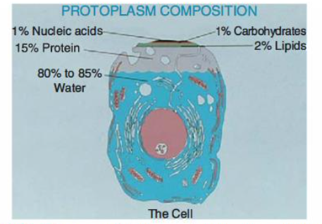 Radiobiology Prelim - Cell Biology Test And Flashcards