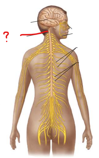 <p>identify and is it PNS or CNS?</p>