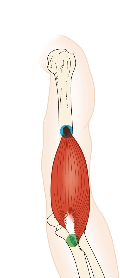 <p>brachialis muscle</p>