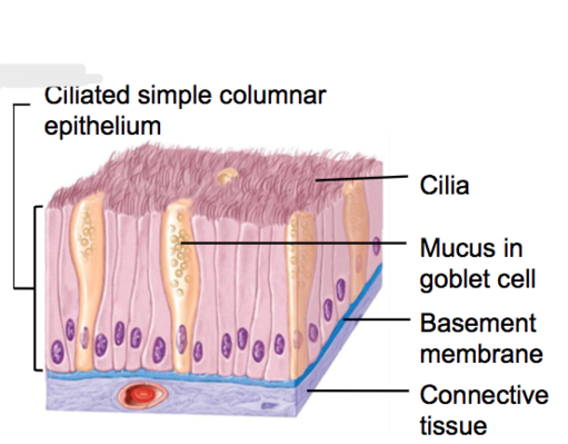 <p>Single-layered, column-shaped cells, with cilia at the top and an oval nucleus at the bottom of the cell.</p>