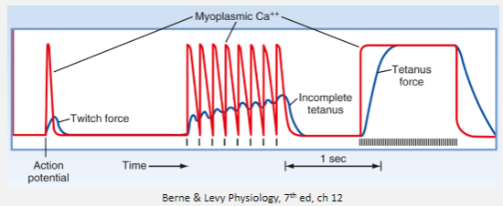 <p>Temporal summation is the fusion of individual twitches, which generates tetanus (a state of sustained contraction resulting from rapid and repeated stimulation of a muscle fibre).</p>