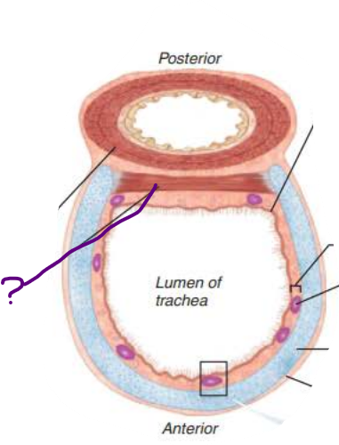 <p>In the Trachea, &nbsp;the ___________ contracts to ________ ______ ___________ so ________ air rushes from lungs with ______ _____ expelling ______ when we ______</p>