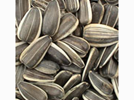 <p>sunflower seeds</p>