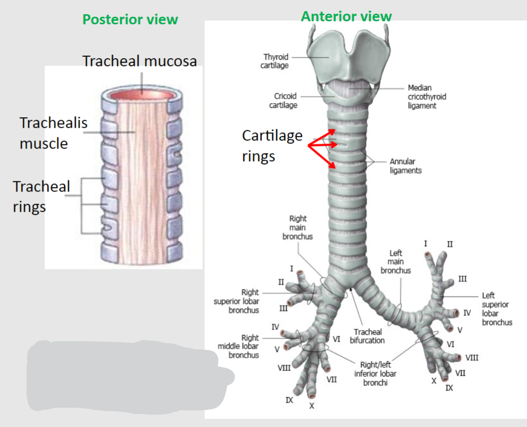 <p>At the T4/T5 vertebral level, the trachea bifurcates into the left and right primary (main) bronchi, leading to the left and right lungs.</p>