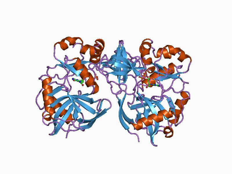 <p>What is the role of the bifunctional capping enzyme (CE) in capping? (1)</p>