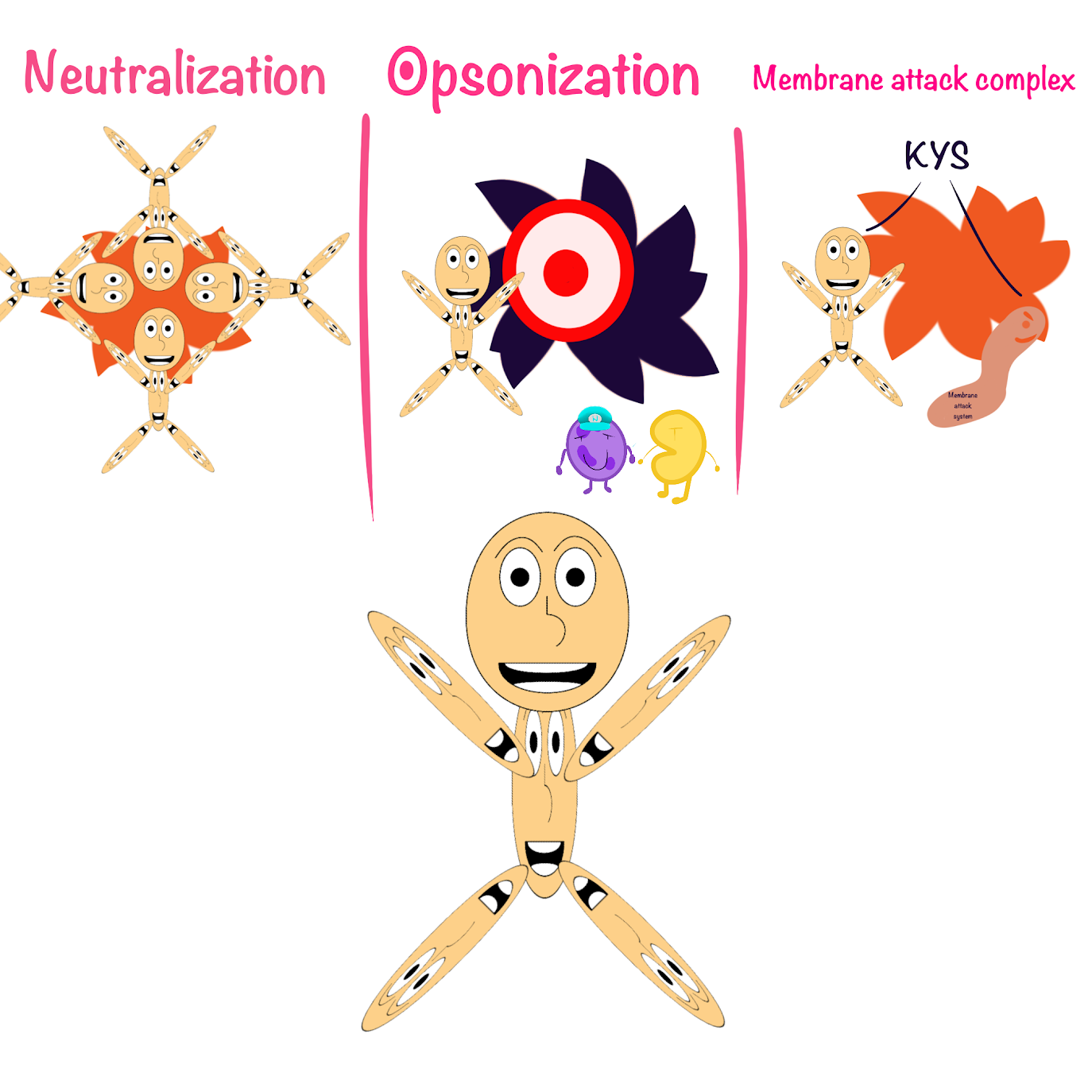 <p>-<span class="tt-bg-yellow">Neutralization</span> (<span class="tt-bg-green">interfering</span> with pathogen activity)</p><p>-<span class="tt-bg-yellow">Opsonization</span> (<span class="tt-bg-green">marking</span> pathogens for destruction)</p><p>-Working with the complement system to <span class="tt-bg-yellow">generate a membrane attack complex</span> to lyse the pathogen</p>