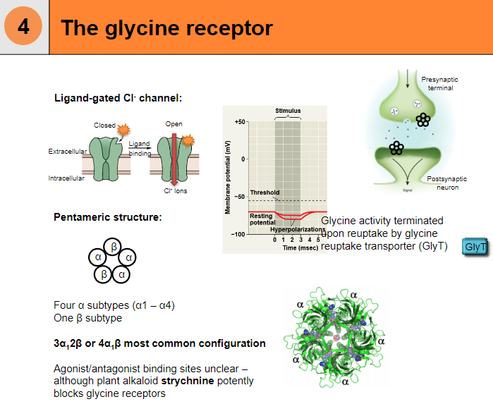 <p>The glycine receptor is a <strong>ligand-gated Cl⁻ channel</strong> with a <strong>pentameric structure</strong>.</p><p>It consists of <strong>four α subtypes</strong> (α1–α4) and <strong>one β subtype</strong>.</p><p>The most common configurations are <strong>3α1β</strong> or <strong>4α1β</strong>.</p>