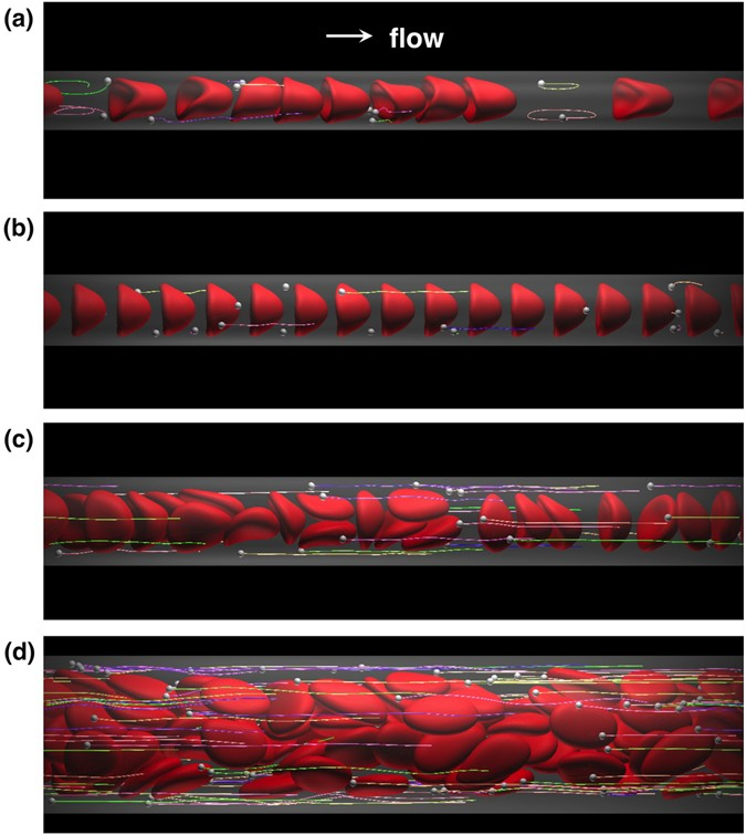 <p>-Capillaries</p>