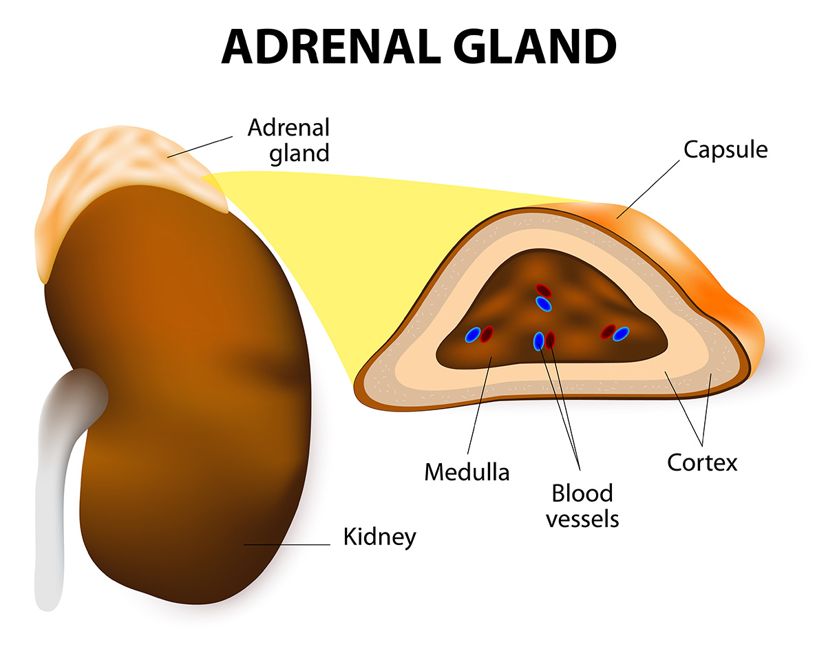 <p>Blood flows from the outer cortex to the inner medulla in the adrenal gland.</p>