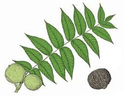 <p><em>Juglans nigra</em></p><p>Pinnately Compound</p>