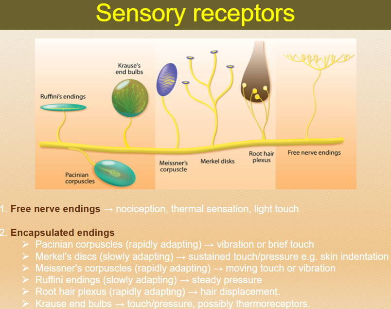 <p>Free nerve endings are sensory receptors found in the skin.</p><p>They detect nociception (pain), thermal sensation (temperature), and light touch.</p><p>These receptors are important for responding to environmental stimuli like temperature changes and pain.</p>