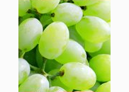 <p>green grapes</p>