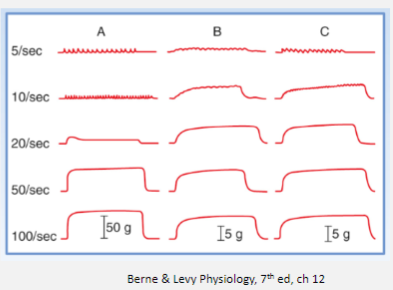 <p>Fast motor units (A) require higher firing rates to generate tetanic forces than slow motor units (B, C).</p><p>Slow motor units are recruited first, followed by fast motor units to generate higher levels of force.</p>