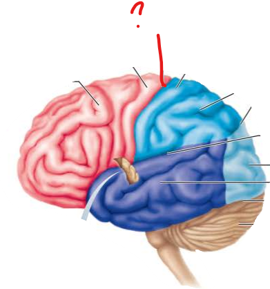 <p>name the broddman's area</p>