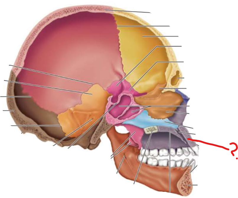 <p>Alveolar Process </p>