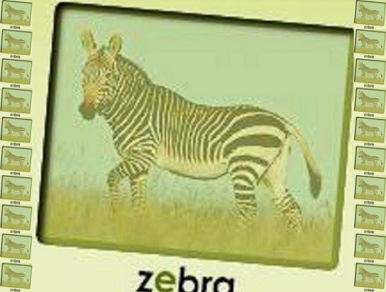 zebra