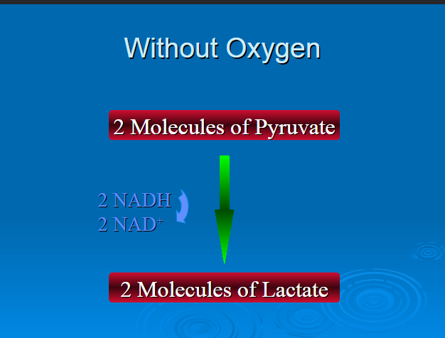 <p>2 NADH</p><p>2 NAD+</p><p>2 molecules of lactate </p>