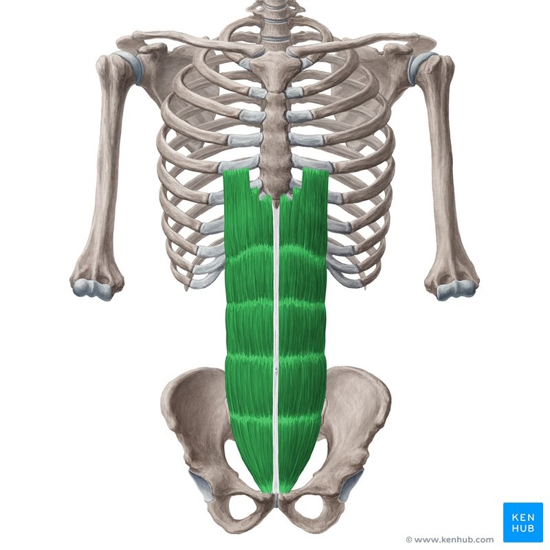 <p>PXF</p><p>Pubic crest</p><p>Xiphoid process, cartilage of ribs 5-7</p><p>Flexes spine; compress abdomen</p><p>Spine</p>