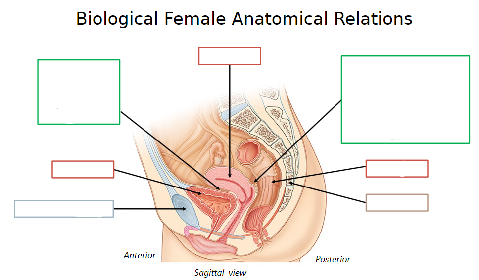 <p>Can you state these parts of female anatomy?</p>