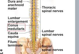 <p>A collection of nerve roots descending below the conus medullaris.</p>