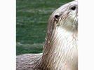 <p>otter</p>