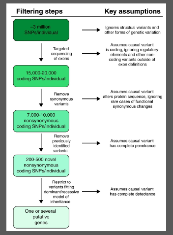 <p><strong>WES</strong> and <strong>WGS</strong> generate a large amount of genetic data.</p><p><strong>Bioinformatics</strong> tools are used to filter through 15-20,000 coding SNPs and prioritize potential <strong>disease-causing variants</strong>.</p><p><strong>Candidate gene filtering</strong> narrows down the focus to a smaller set of genes for validation and further testing.</p>