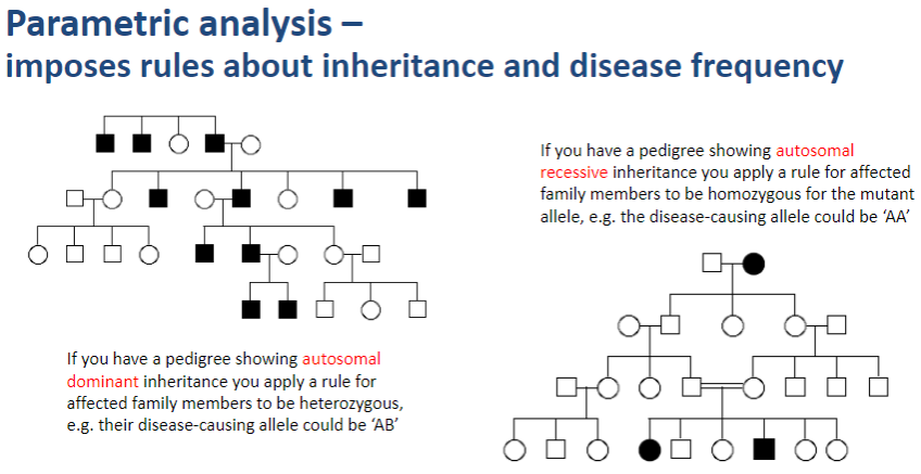 <p><strong>Parametric analysis</strong> imposes rules about inheritance patterns and disease frequency when assessing genetic linkage.</p>