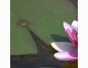 <p>lily pad</p>