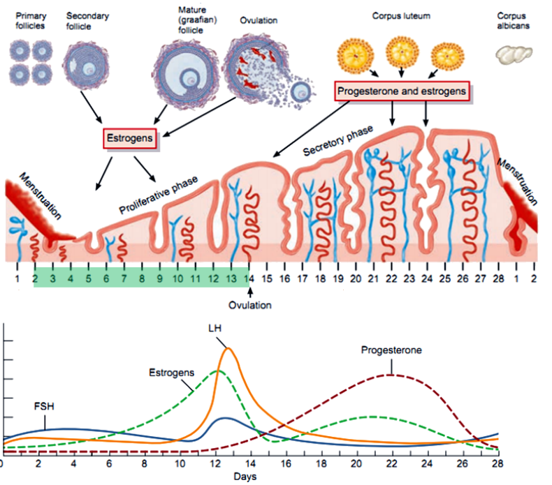 <p><strong>Stromal cell division</strong> (stroma is the connective tissue that supports the endometrial glands and vessels).</p><p><strong>Ciliated surface formation </strong>(ciliated cells help move the fertilized egg towards the uterus after fertilization by the sperm).</p><p><strong>Glands expand and become tortuous</strong> (twisted to increase surface area).</p>