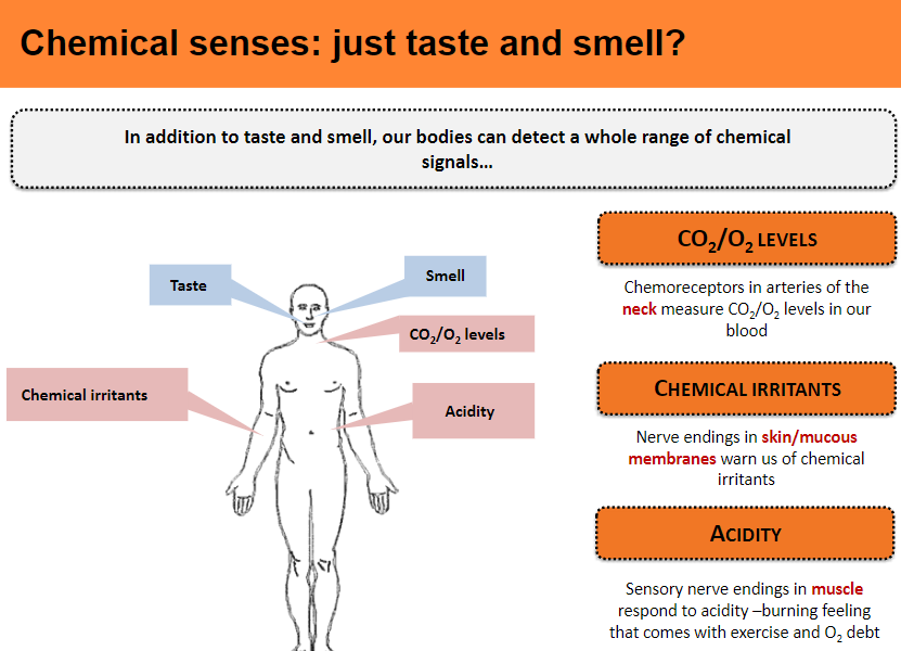 <p>Chemoreceptors that detect CO₂/O₂ levels in the blood.</p><p>Nerve endings that detect chemical irritants.</p><p>Sensory nerve endings in muscles that respond to acidity.</p>