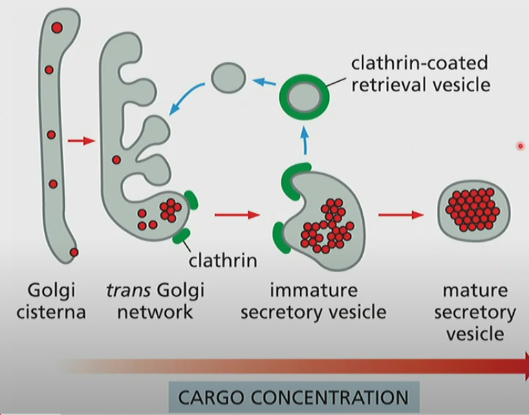 <p>Concentrate cargo in secretory vesicles. Extra membrane when it leaves the trans Golgi network is taken off by clathrin coated vesicles </p>