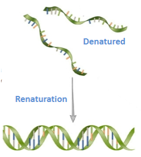 <p>Denaturation is the process where double-stranded DNA separates into single strands.</p><p>It is reversible and referred to as renaturation.</p>