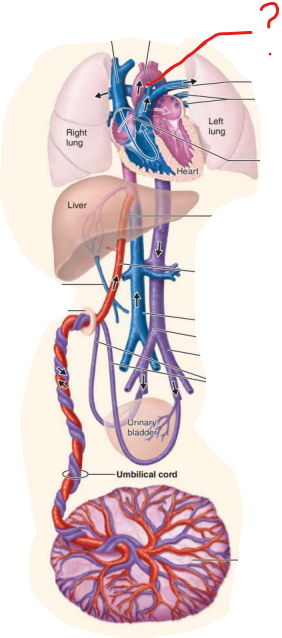 <p><em>Name this fetal structure </em></p><p>-second shunt for blood that manages to enter right ventricle</p><p>-short vessel that connects the aorta and pulmonary trunk</p><p>-reroutes blood from collapsed lungs to systemic circulation</p><p></p><p><em>Name the post natal structure:</em></p>