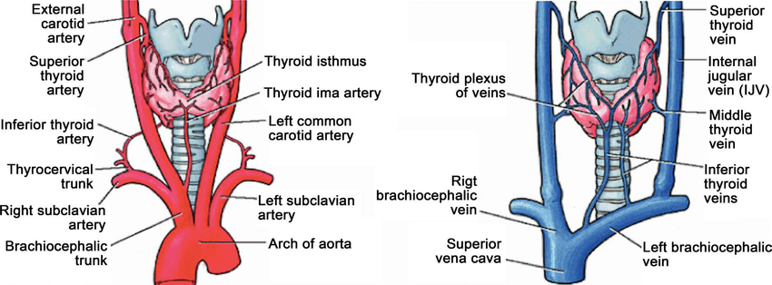 <p>The inferior thyroid artery supplies the thyroid gland from the subclavian artery.</p>