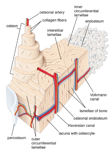 <p>Osteons consist of <strong>lamellae</strong> arranged in <strong>concentric circles</strong> around a central canal containing <strong>arteries, nerves, and veins (ANV)</strong>.</p><p><strong>Canaliculi</strong> diffuse nutrients through interstitial fluid to <strong>osteocytes</strong>.</p><p><strong>Volkmann canals</strong> connect adjacent <strong>Haversian canals</strong>, facilitating communication between osteons.</p><p>An osteon includes <strong>one central canal</strong> and all its surrounding circles of lamellae.</p><p>Osteons are arranged in the <strong>direction of stress</strong>, enhancing strength.</p><p><strong>Interstitial lamellae</strong> fill the gaps between osteons, representing remnants of old osteons.</p>