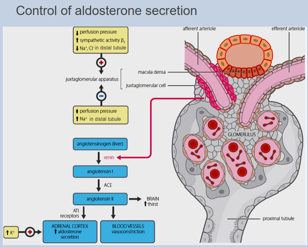 <p>Glucocorticoids regulate metabolism and immune function.</p>