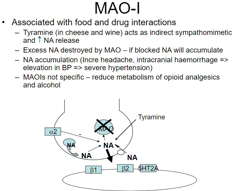 <p><strong>Tyramine (in cheese and wine):</strong> Acts as an indirect sympathomimetic, increasing norepinephrine (NA) release.</p><p><strong>NA accumulation:</strong> When MAO is blocked, excess NA accumulates, potentially leading to severe consequences.</p><p><strong>Health risks:</strong> Accumulation of NA can result in headaches, intracranial hemorrhages, and severe hypertension.</p><p><strong>Other interactions:</strong> MAOIs reduce the metabolism of opioid analgesics and alcohol, potentially increasing their effects.</p>