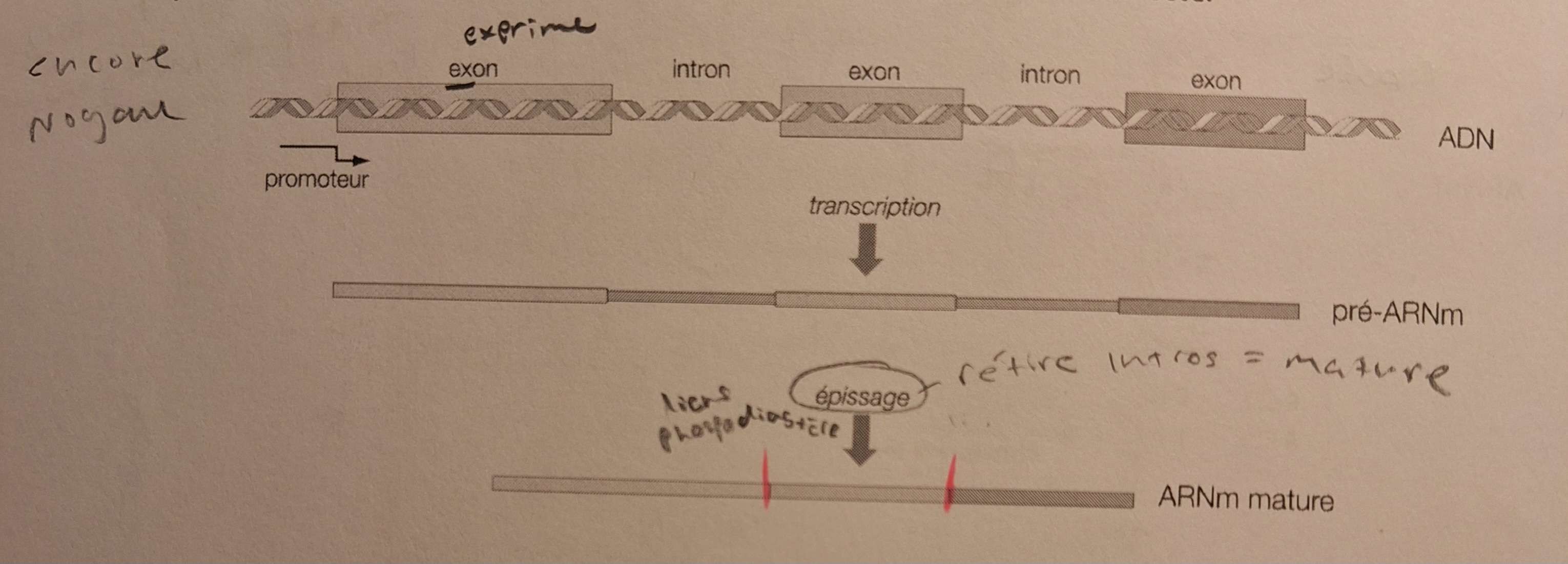 <p>Maturation de l'ARNm</p>