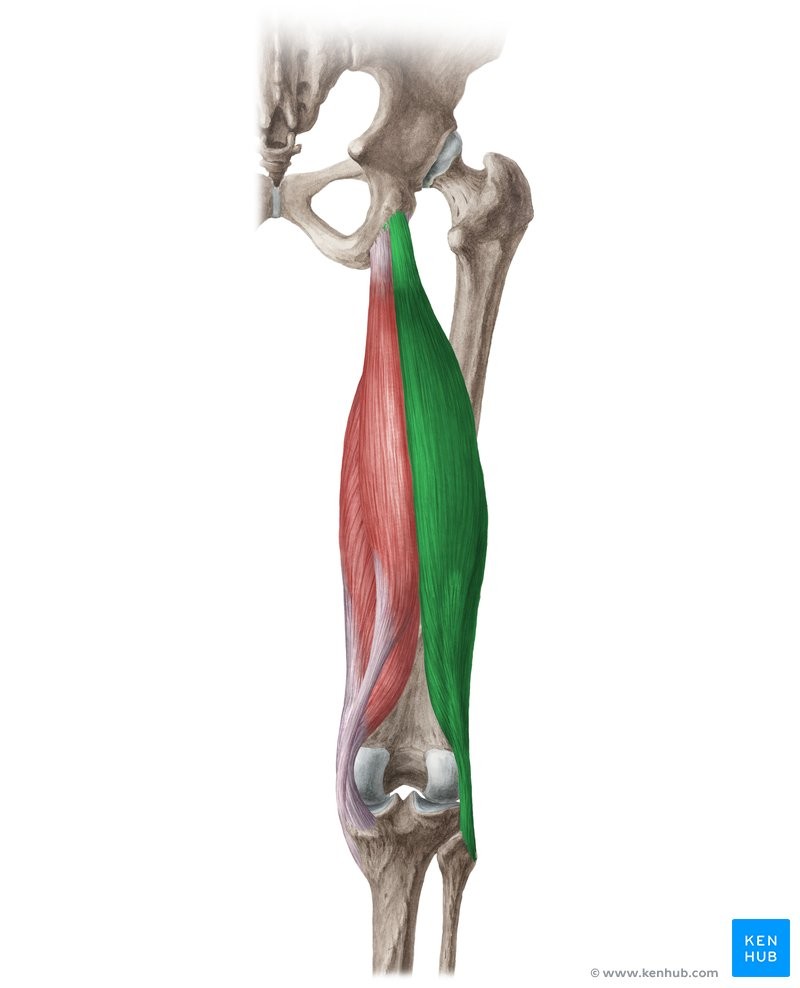 <p>IHF</p><p>Ischial tuberosity &amp; femur</p><p>Head of fibula and lateral condyle of tibia</p><p>Flexes knee; extends thigh</p><p>Knee/hip</p>