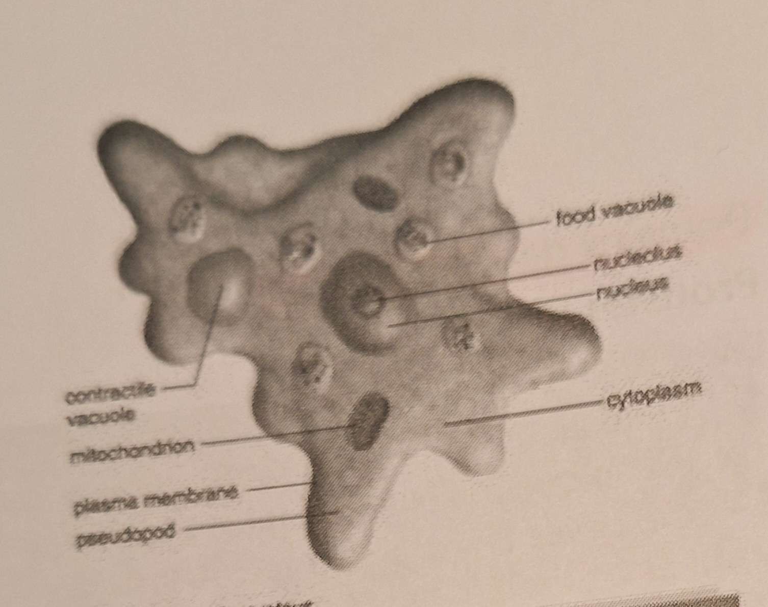 <p>Groupes qui composent <strong>Protistes</strong>: <strong>Protozoaires amibens (hétérotrophes)</strong></p>