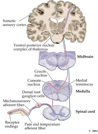 <p><strong>Primary afferents</strong> enter the spinal cord and terminate in the dorsal horn.</p><p><strong>First synapse</strong> occurs in the dorsal horn of the spinal cord segment.</p><p><strong>Second-order neurons</strong> cross over (decussate) and ascend the spinal cord contralaterally to the thalamus.</p><p><strong>Second synapse</strong> takes place in the ventral posterior (VP) nuclei and medial thalamic nuclei of the thalamus.</p><p><strong>Third-order neurons</strong> project to the primary somatosensory cortex.</p>