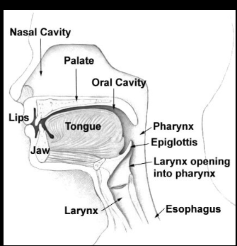 <p>Articulation refers to the <strong>movement of the tongue, lips, and jaw</strong> to modify a sound wave.</p><p>It involves the physical production of speech sounds (phonetics).</p><p>Sounds are classified by <strong>place</strong> and <strong>manner</strong> of articulation.</p>