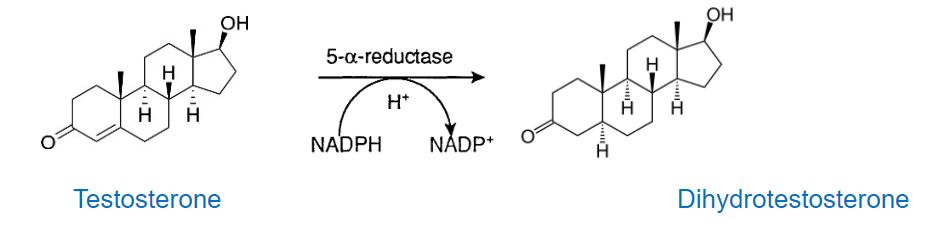 <p>5-α-reductase converts testosterone in the genital skin to the more potent androgen, DHT (dihydrotestosterone).</p>